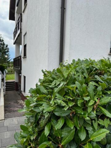 Stadtteil-Apartment フルダ エクステリア 写真